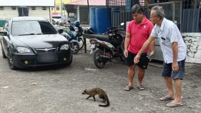 果子狸太饿街头觅食  数茶客相救放生