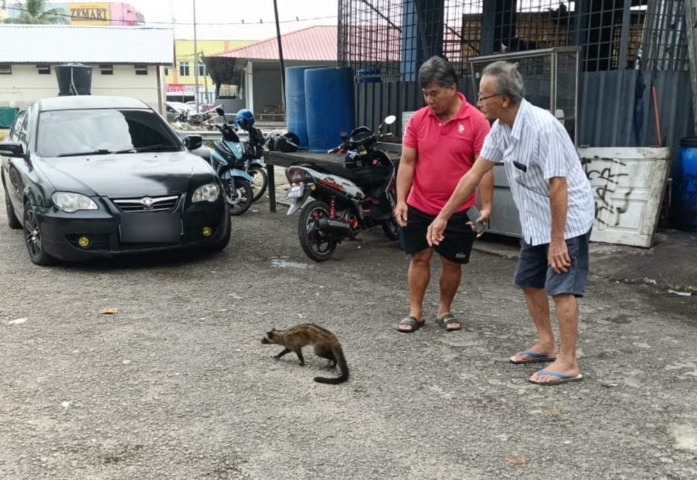 NS马口／果子狸出现商业区，获茶客相救放生