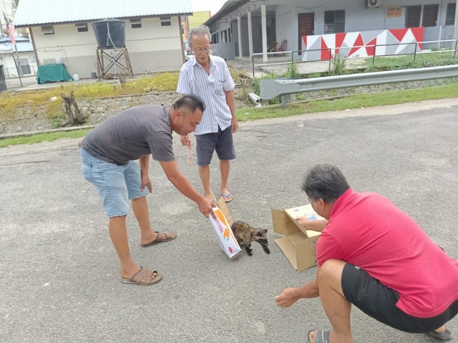 NS马口／果子狸出现商业区，获茶客相救放生