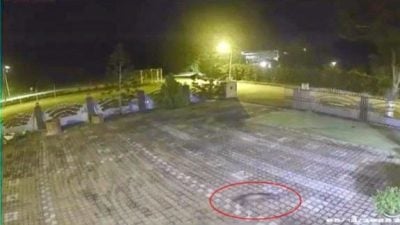 小黑豹还是果子狸？黑影夜闯芦骨村长家 乱窜惊动全屋人