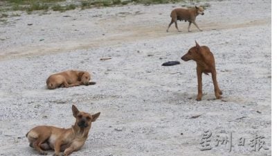 黄鸿圣：机警敏感行动迅速  抓狗没想像般容易