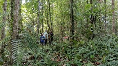 疑凌晨拾榴梿昏死．七旬翁卧尸树林