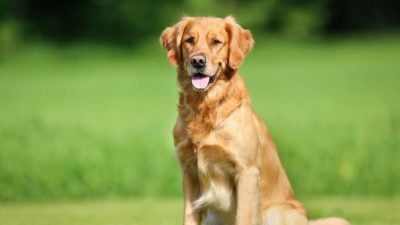 网购黄金猎犬 . 男教师被骗1250