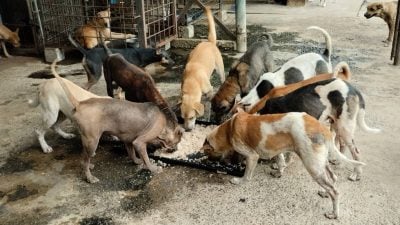 SPCA KK面临资金危机 暂停动物救援行动