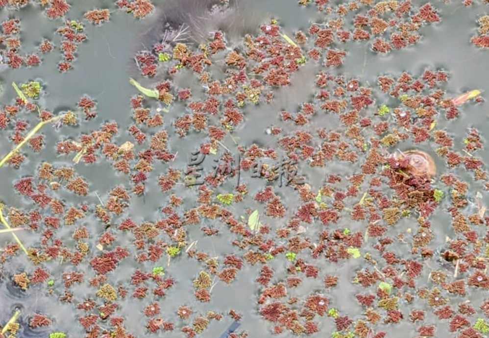 满江红入侵 太平湖西湖失守成红湖