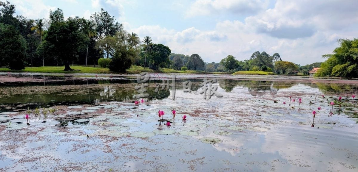满江红入侵 太平湖西湖失守成红湖