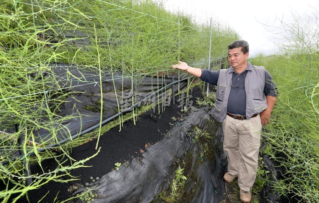 霹★5日见报∕半岛心旅行|金马仑的薄雾、星空与果香  来趟疗愈身心的高原露营