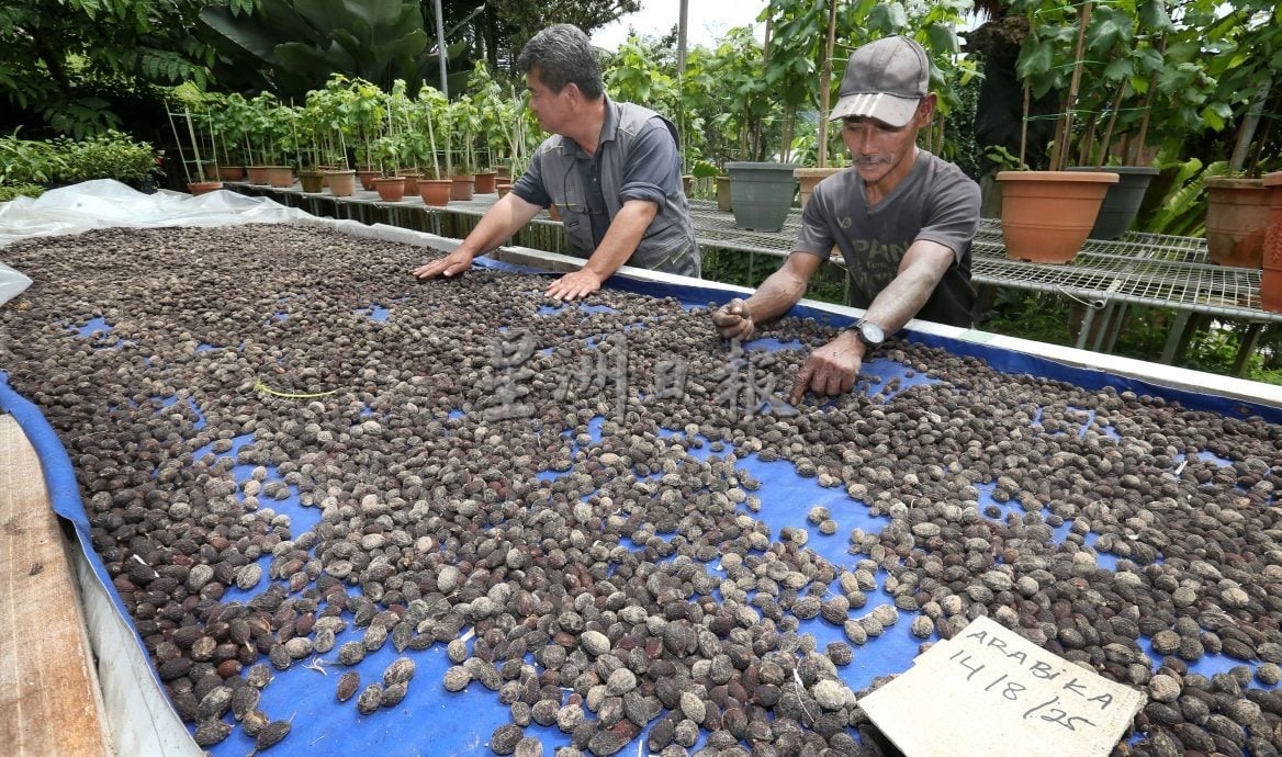 霹★5日见报∕半岛心旅行|金马仑的薄雾、星空与果香  来趟疗愈身心的高原露营