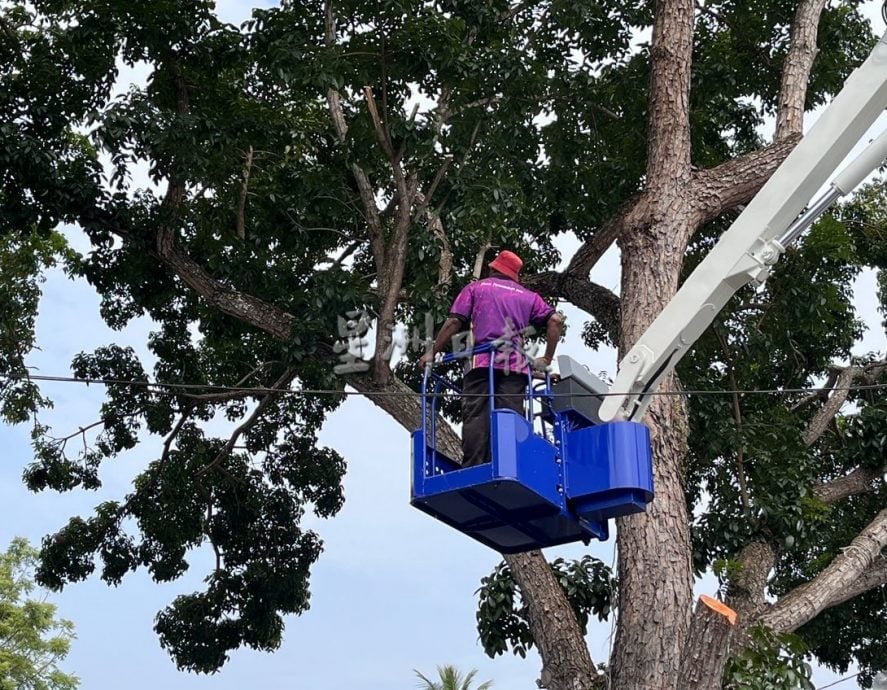 （古城第六版主文）大树枝桠威胁路人与信徒安全，野新望万斯里马哈马利亚曼兴都庙盼一年半终获修剪