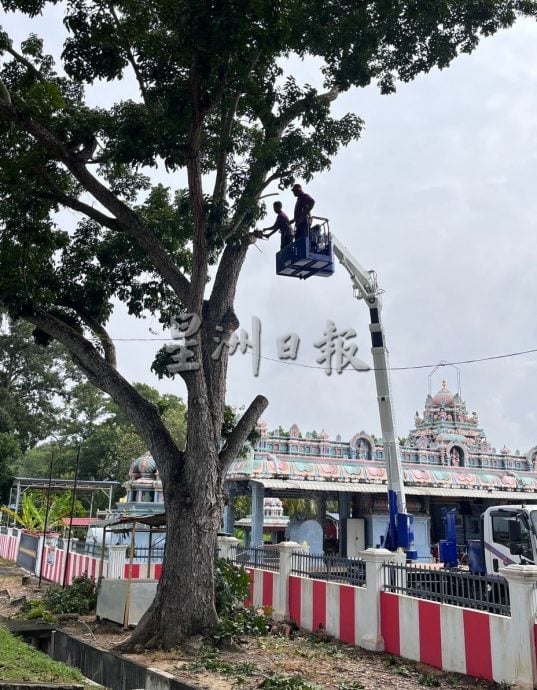 （古城第六版主文）大树枝桠威胁路人与信徒安全，野新望万斯里马哈马利亚曼兴都庙盼一年半终获修剪