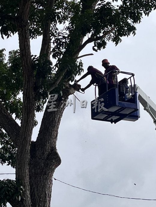 （古城第六版主文）大树枝桠威胁路人与信徒安全，野新望万斯里马哈马利亚曼兴都庙盼一年半终获修剪