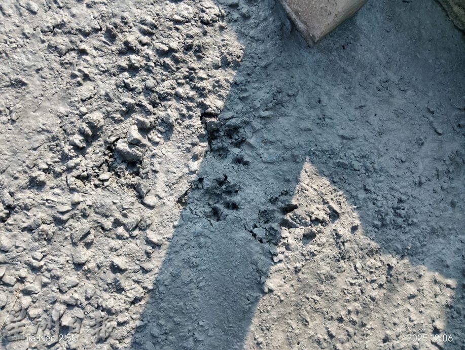 小黑豹还是果子狸?黑影夜闯芦骨村长家 乱窜惊动全屋人