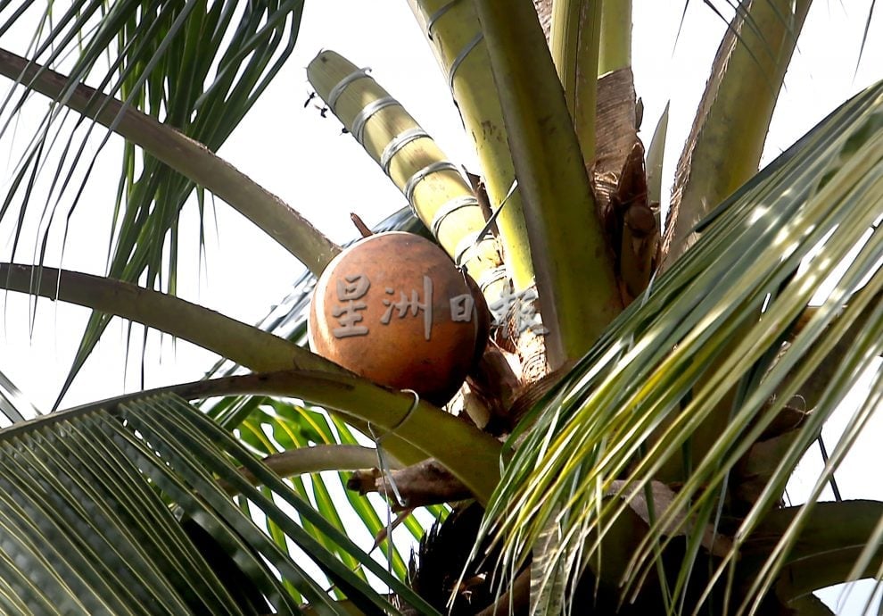 霹：9日见报∕封底主文∕新村美化动起来 | 百年谭仙庙 豆卜厂 布先新村人情味暖人心