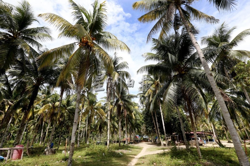 霹：9日见报∕封底主文∕新村美化动起来 | 百年谭仙庙 豆卜厂 布先新村人情味暖人心