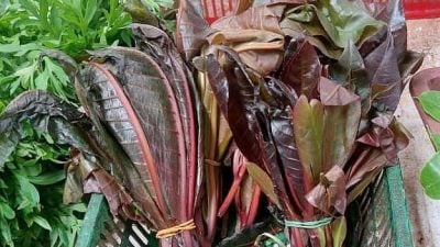 甲峇章巴刹传统野菜档 摆卖少见在地蔬菜