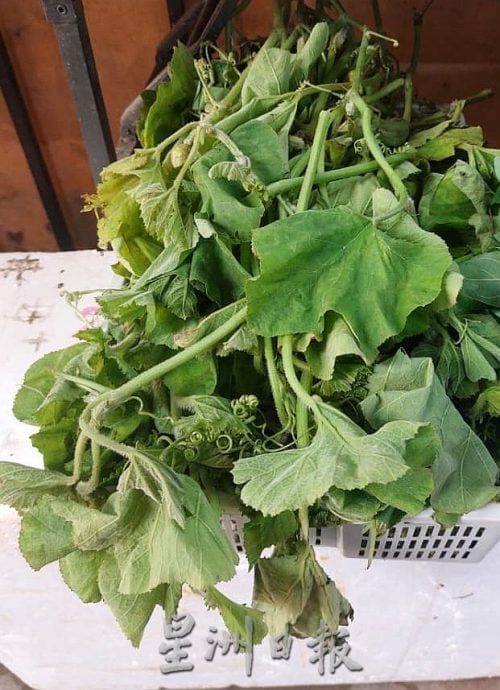 (古城第四版主文)专栏─《漫步巴刹》