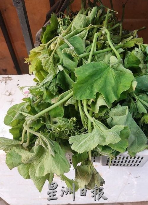 (古城第四版主文)专栏─《漫步巴刹》