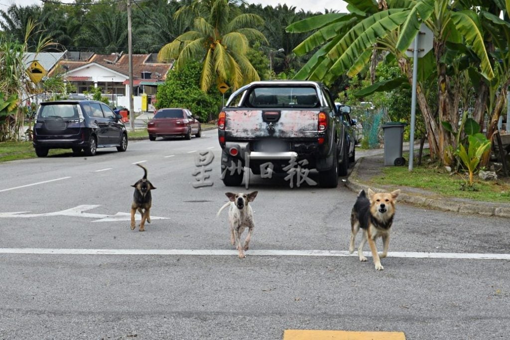 NS芙蓉：（森州议会）大臣曾动议穆斯林为主地区“灭狗”，卡玛鲁要求4月至今，流浪狗被处理的数据