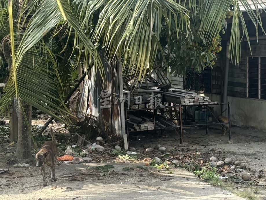 （已签发）柔：民生特工队：野狗聚集新村路段追人   市议会受促采取行动