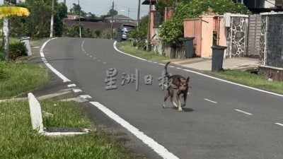 野狗群聚追赶骑士妇孺  民众促昔市会采行动
