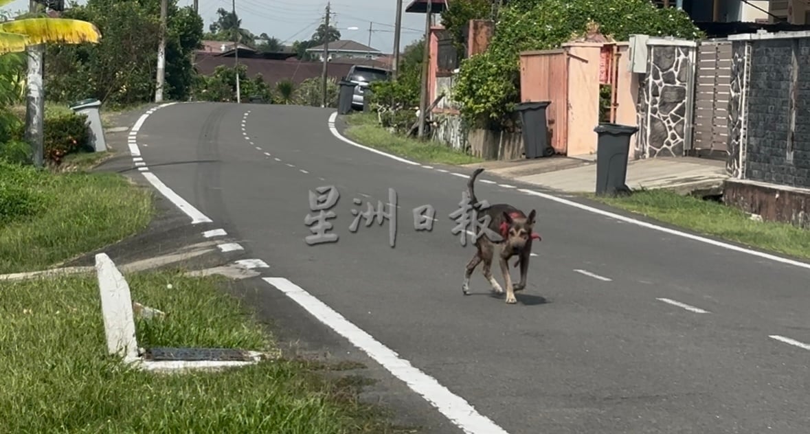 （已签发）柔：民生特工队：野狗聚集新村路段追人   市议会受促采取行动