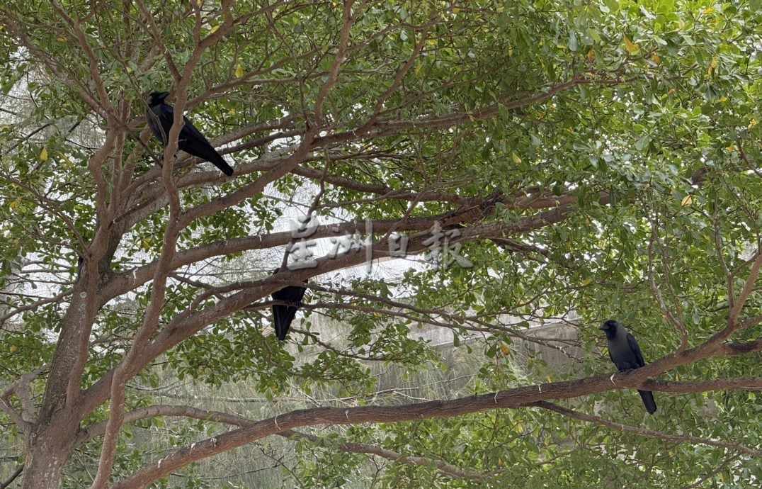 (古城封面主文)游客海边散步脚下尽是鸟粪·河口码头卫生与安全糟糕