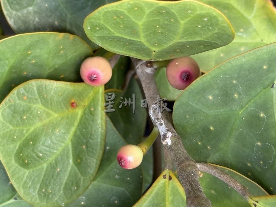 (古城第二版主文)年味悄悄上架·园艺业者冀马年开红盘