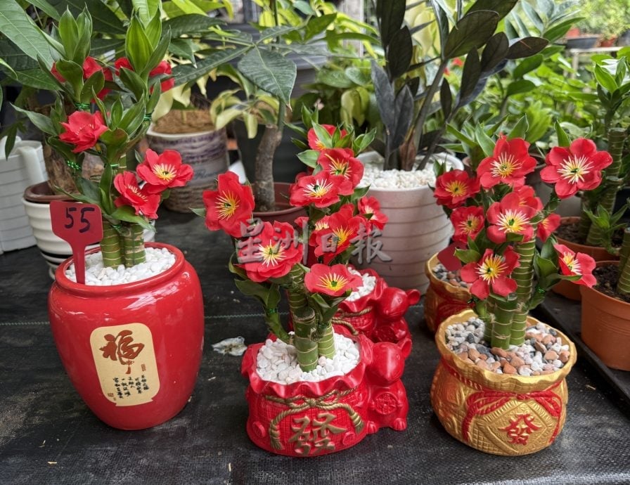 (古城第二版主文)年味悄悄上架·园艺业者冀马年开红盘