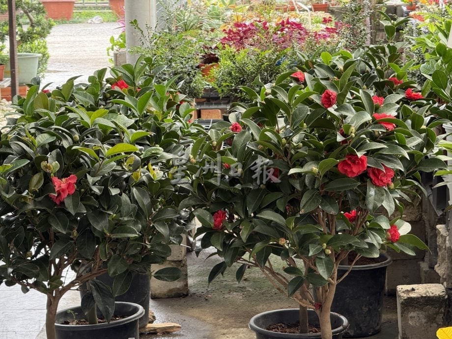 (古城第二版主文)年味悄悄上架·园艺业者冀马年开红盘