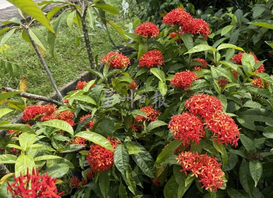 (古城第二版主文)年味悄悄上架·园艺业者冀马年开红盘