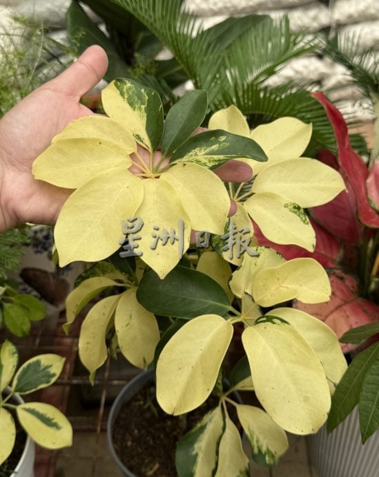 (古城第二版主文)年味悄悄上架·园艺业者冀马年开红盘