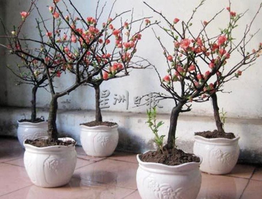 (古城第二版主文)年味悄悄上架·园艺业者冀马年开红盘