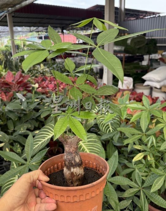 (古城第二版主文)年味悄悄上架·园艺业者冀马年开红盘