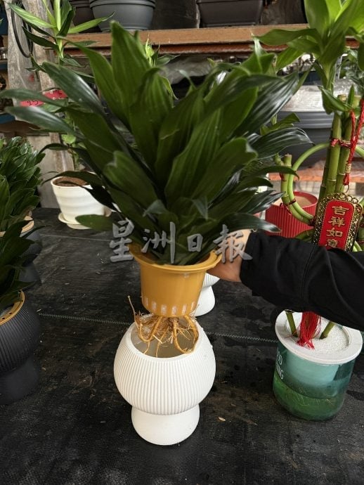 (古城第二版主文)年味悄悄上架·园艺业者冀马年开红盘