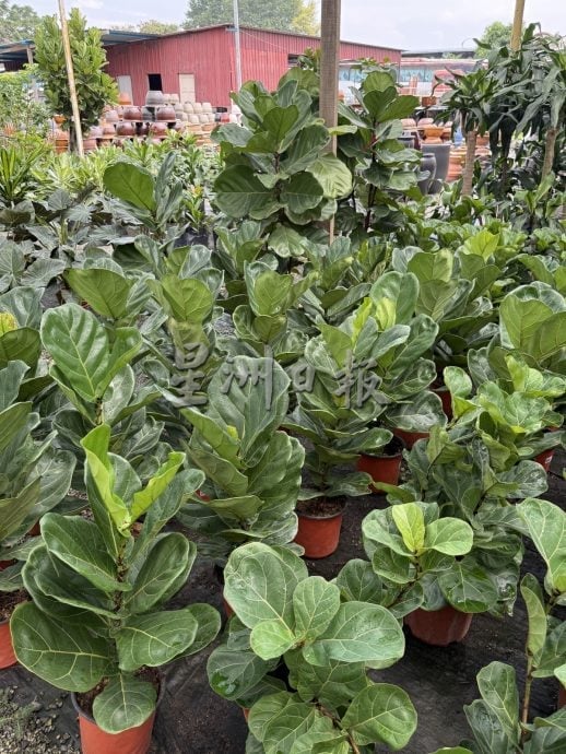 (古城第二版主文)年味悄悄上架·园艺业者冀马年开红盘