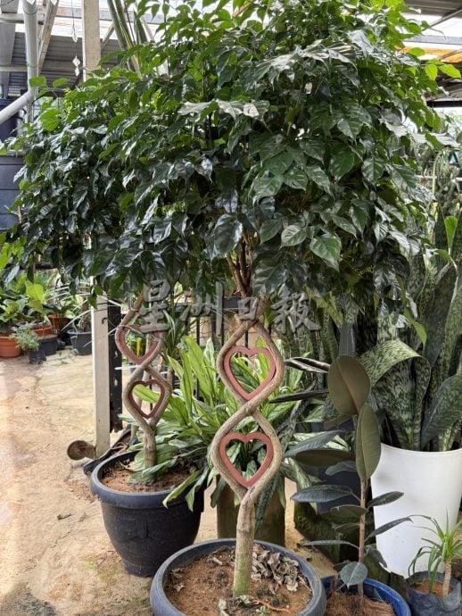 (古城第二版主文)年味悄悄上架·园艺业者冀马年开红盘