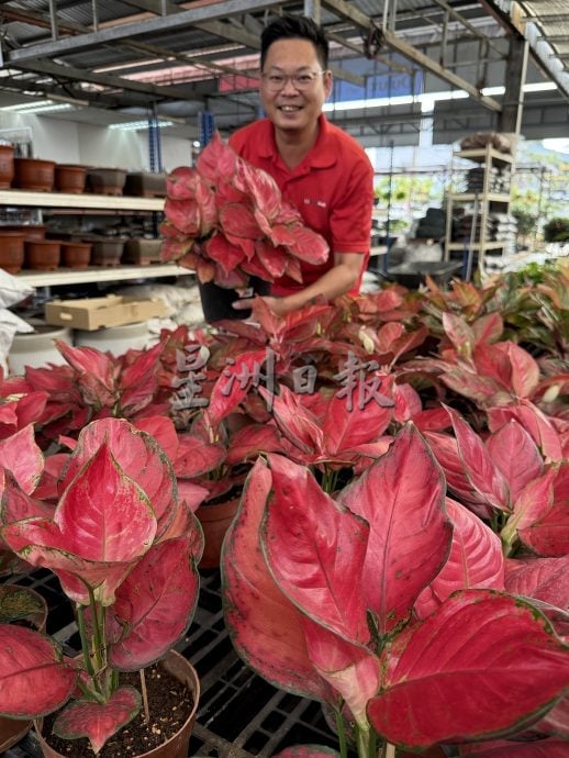 (古城第二版主文)年味悄悄上架·园艺业者冀马年开红盘