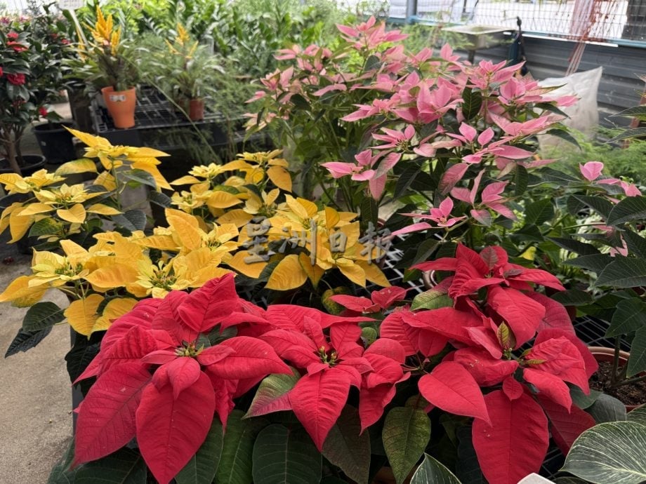 (古城第二版主文)年味悄悄上架·园艺业者冀马年开红盘