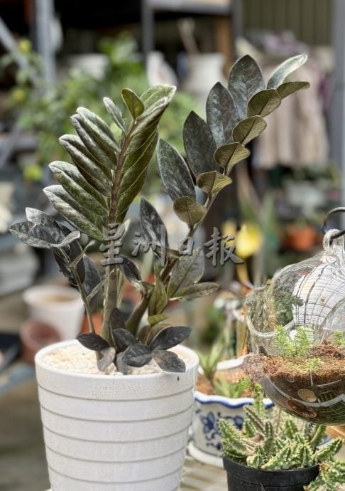 (古城第二版主文)年味悄悄上架·园艺业者冀马年开红盘