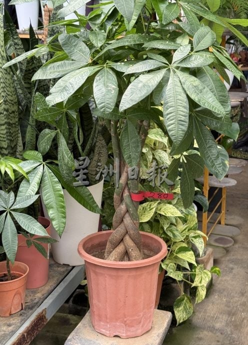 (古城第二版主文)年味悄悄上架·园艺业者冀马年开红盘